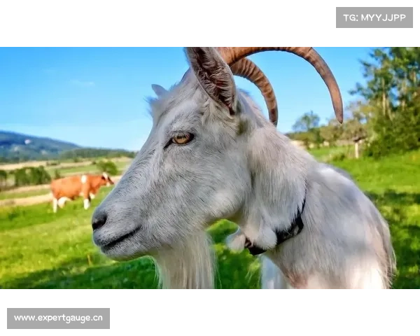 【荐读】山羊这种生物,究竟有多牛?完全超乎你的想象! 【荐读】山羊这种生物,究竟有多牛?完全超乎你的想象!